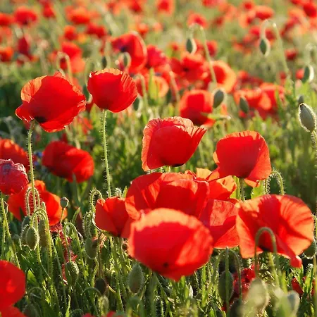 Azureva Club 公寓式酒店 比桑