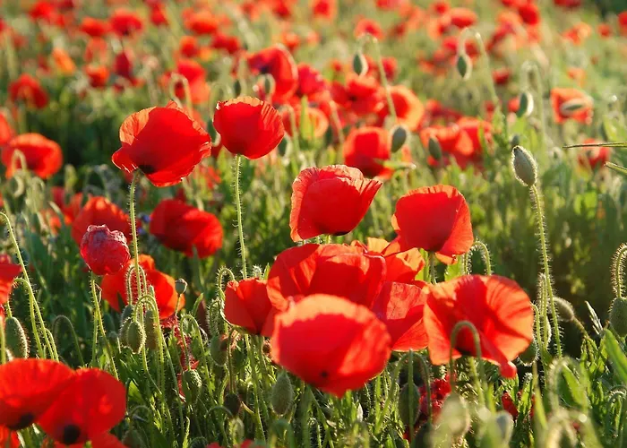 Azureva Club Апарт-отель Бюсан